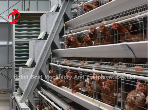 Full Automatic Layer Chicken Cage Commercial Chicken Battery Cage System CE Adela