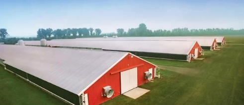 Customized Modern Steel Structure Chicken House Layer Cage For Chickens Poultry Farm