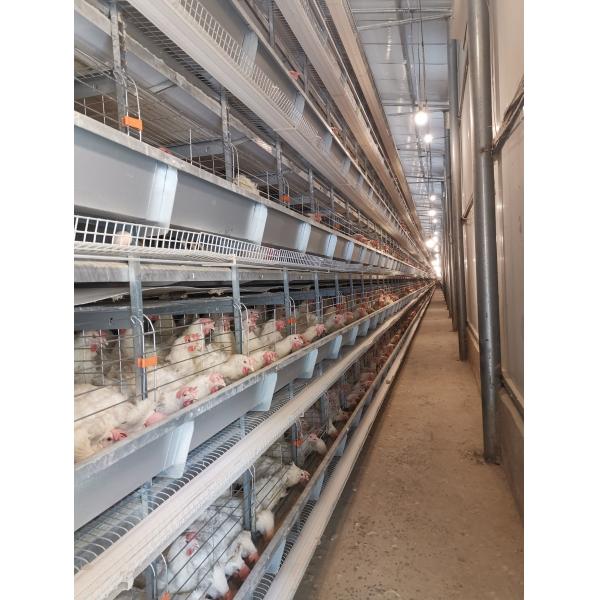 A specialized layer battery cage for poultry farms, housing chickens for laying hen operations.