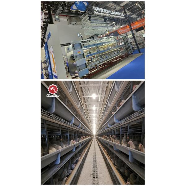 650x625x500mm Hens H Type Layer Chicken Cage Battery System ISO9001