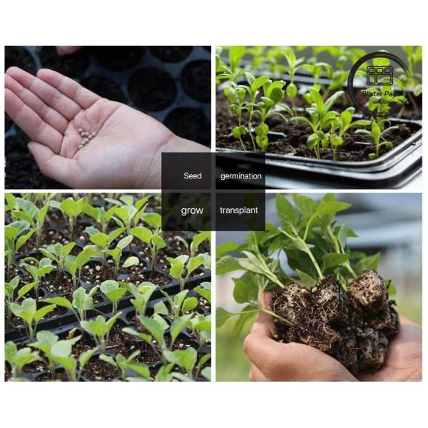 Multi Size Plastic Seedling Trays 6, 12, 20, 24, 40 Cells Durable for Gardening