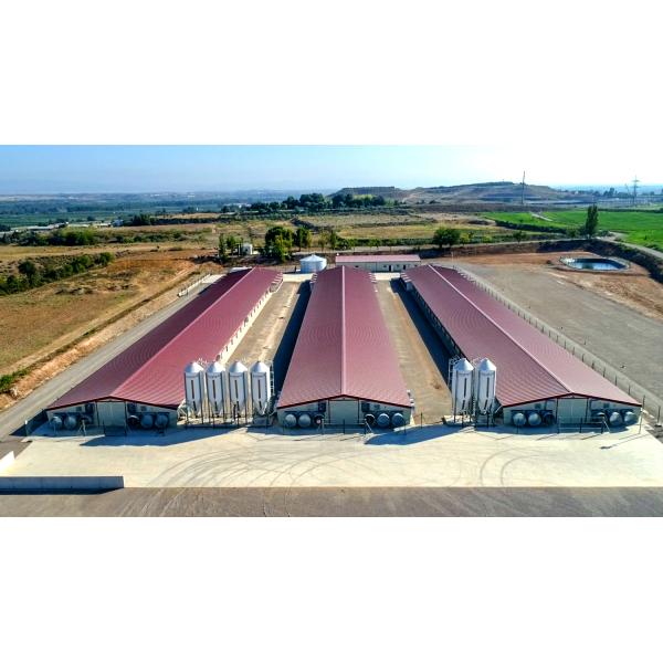 Galvanized A Type Chicken Cages Layer Poultry with ISO9001 2008/CE/BV Certification