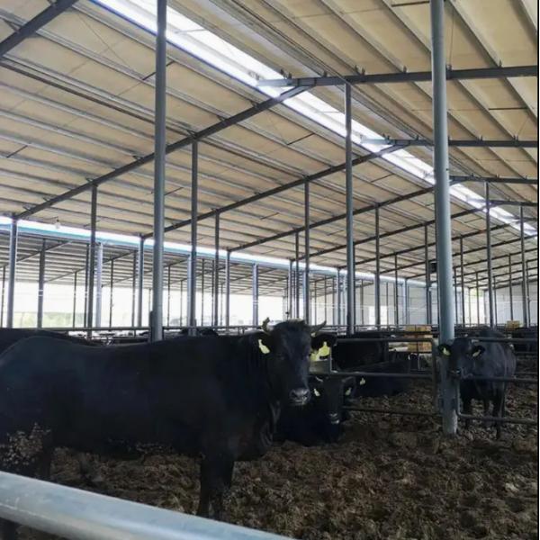 Steel Structure Prefab Poultry House Wind Resistant Pre Engineered Steel Cowshed