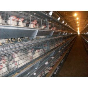 China Chicken Layer Cage on sale