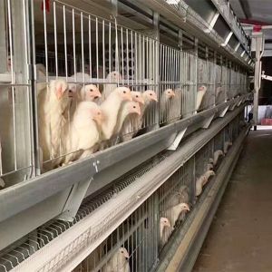 H Frame Male And Female Mixed Breeder Cage