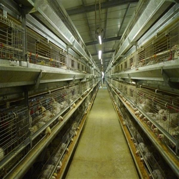 H Type Galvanized Layer Battery Chicken Cages For 10000 Birds Poultry In Ethiopia