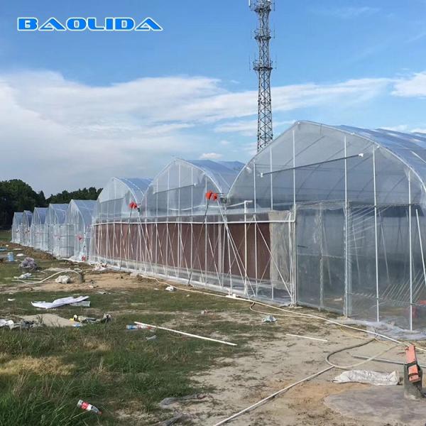 Sunlight Plastic Film Greenhouse / Plastic Sheeting Rolls Greenhouse