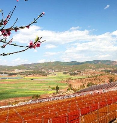 2 Years Shelf Life Natural Plant Extract 5 - 10% Astaxanthin Oil Health Care Products