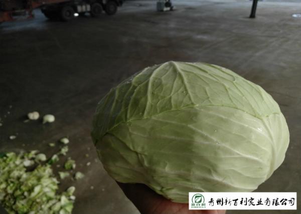 2.5 Kg / Per Fresh Green Cabbage Suitable No Putrefaction For Salad Factory