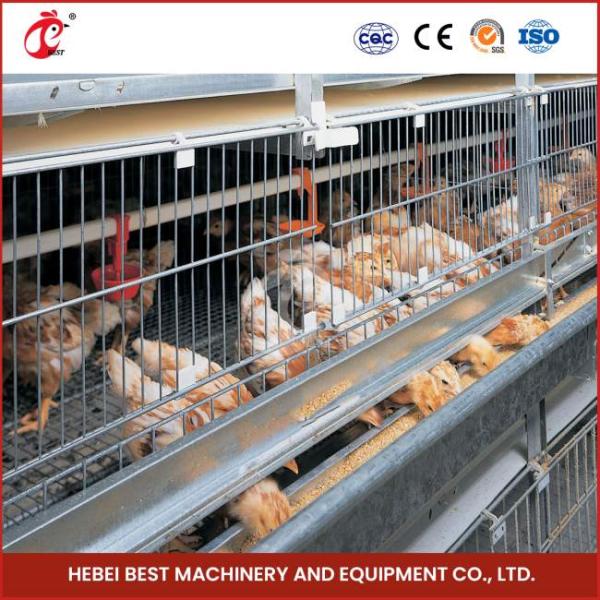 Hot Galvanized Automatic Pullet Baby Chick Brooder Cage 192 Birds 1.2m Length Mia