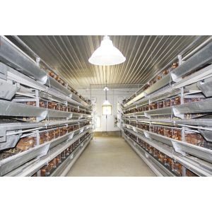 Automatic Poultry Farming Equipment Broiler Chicken Cage Manufacturer