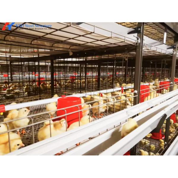 Poultry Broiler Cage Equipment Automatic H Type Broiler Cage