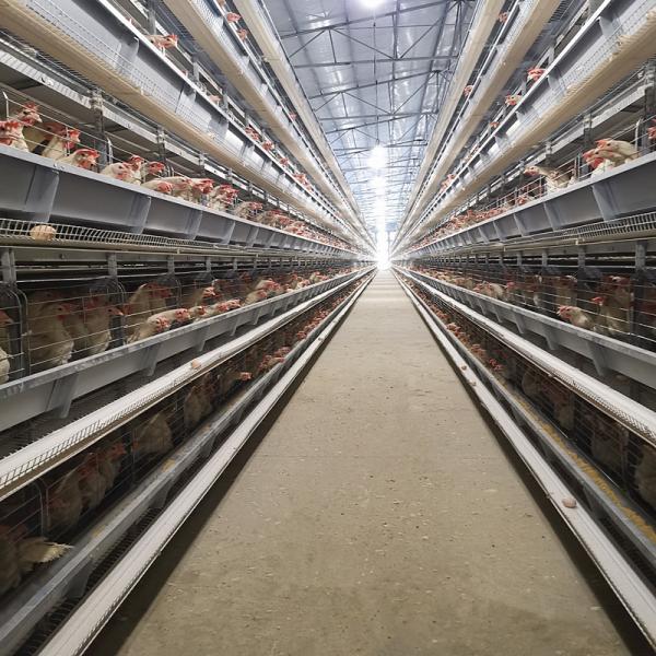 Egg Chicken Poultry Farm 3 Tiers 4 Tiers H Type Automatic Battery System Chicken Layer Cage