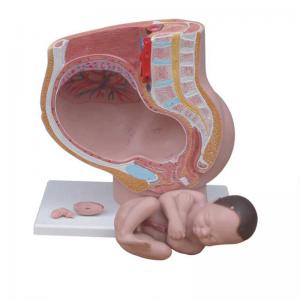 China Human Female 9 Months Fetus Pregnancy Anatomical Model For Obstetrics Gynecology Teaching on sale