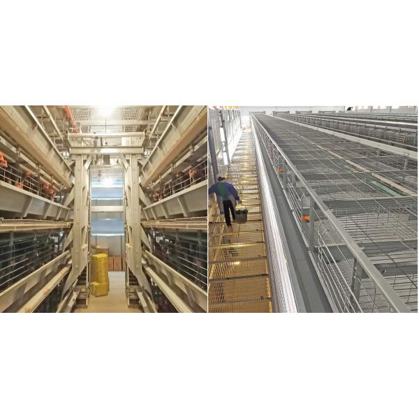 Zinc-Alu Automatic Feeding Machine For Poultry , SGS 1.2mm Broiler Feeding System