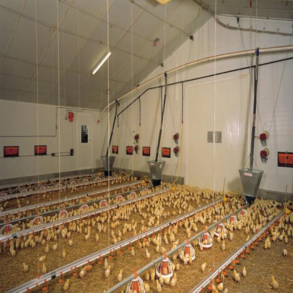 Modular Steel Structure Poultry House with Automated Ventilation