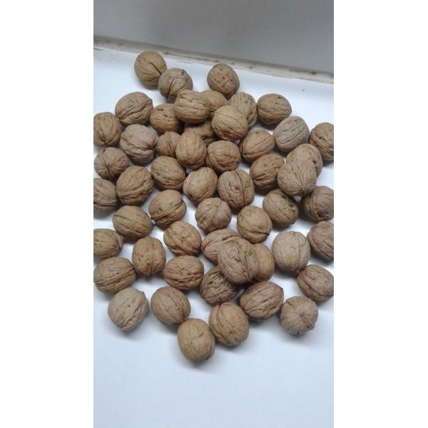 Automatic Walnut Cashew Sorting Machine Processing Machine RGB Color Sorter