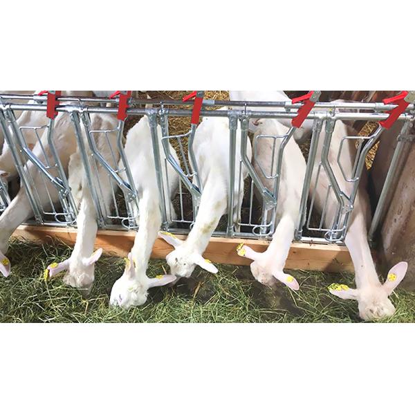 Aluminum Alloy Window Prefab Steel Construction Agricultural Building for Cattle Barn