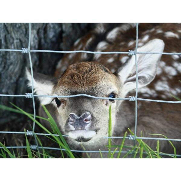 Galvanized Wire Mesh Garden 8 ft metal tube farm field fence gate