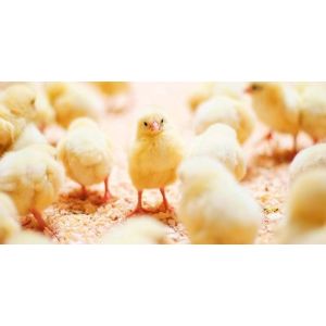 Qingdao KXD Steel Structure Co., Ltd