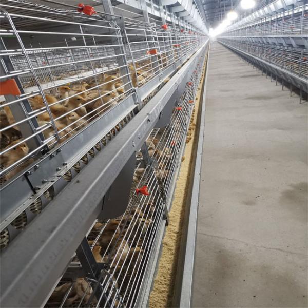 Baby Chicks Broiler Chicken Cage For Chicken Farm