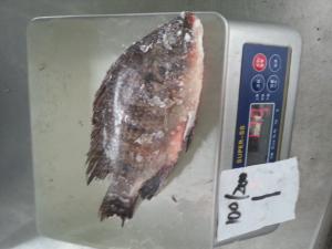 Cheap Top quality frozen Tilapia fish of frozen fish wholesale