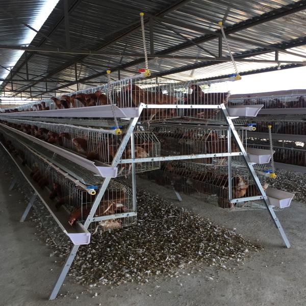 3/4 tier 160 birds Egg Layer Chicken Cage For South Africa Poultry Farm Chicken House