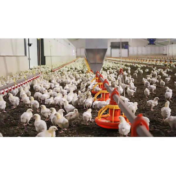 Galvanized A Type Chicken Cages Layer Poultry with ISO9001 2008/CE/BV Certification