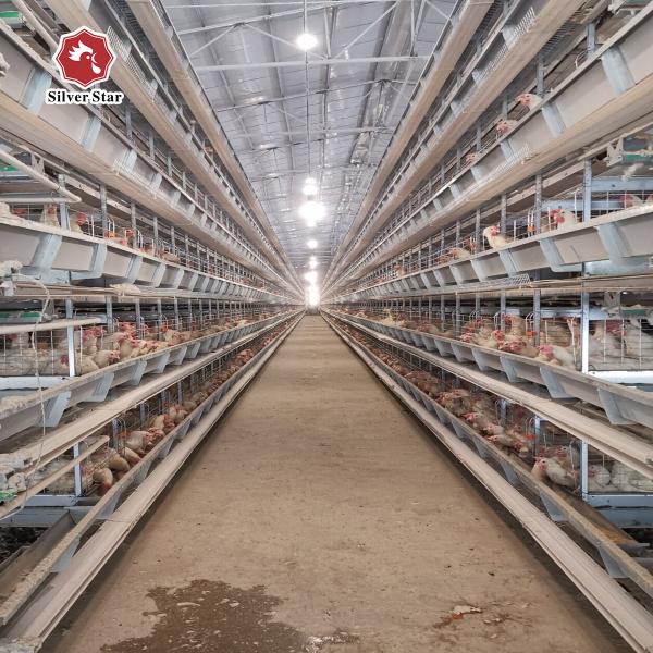 Hot Galvanized Long Lifespan Layer Battery Cages For Farm