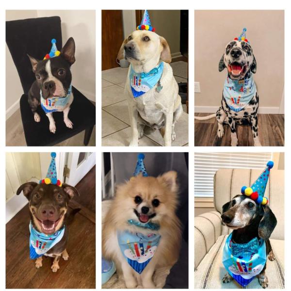 Dog's Birthday Party Supplies Pull Flag Hat and More Get Ready Celebrate