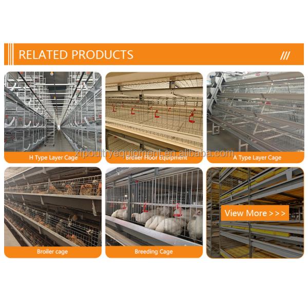 Poultry Farm Automatic Equipment Multi Tiers Pullet Layer Egg Hen Chicken Cage Day Old Baby Chickens Pullet Chicken Cage