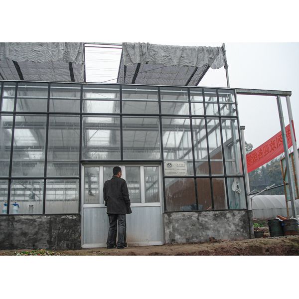 Ultra-Transparent, Sturdy Galvanized VENLO Glass Greenhouses - Ideal For High-Value Flower Cultivation