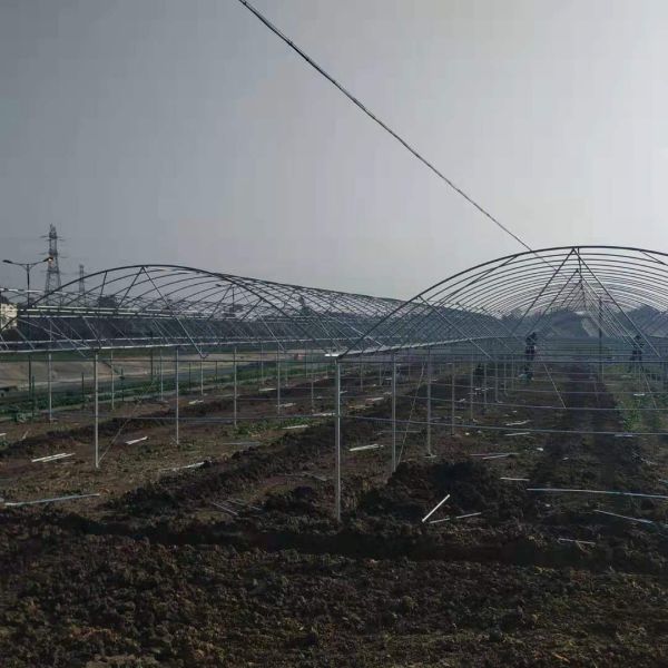Sunlight Plastic Film Greenhouse / Plastic Sheeting Rolls Greenhouse