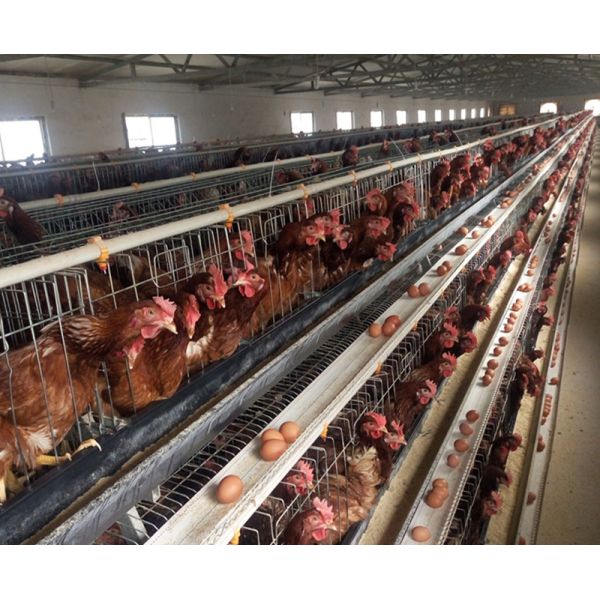 A Type Poultry Battery Layer Chicken Cage System Hot Galvanized Q235 Steel Wire