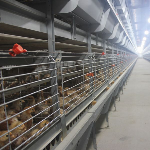 Modern Automatic Broiler Chicken Farming Equipment H Type Poultry Broiler Cage for Nigeria