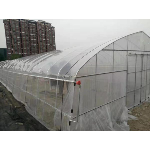 Tomato Growing Naturally Ventilated Greenhouse Plastic Film Greenhouse