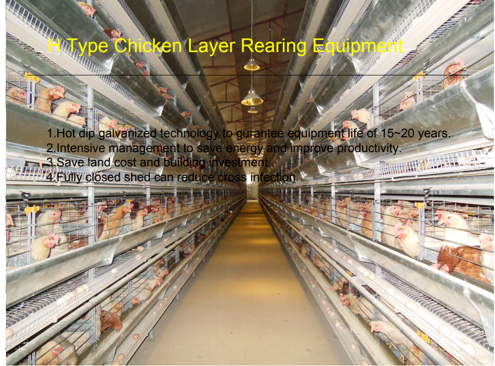 Galvanized Steel Structure Poultry House for 20 Chickens