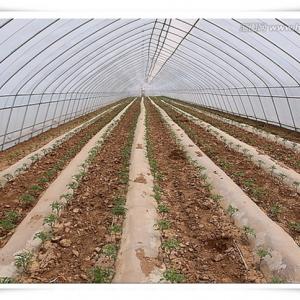 Cheap 3m High Agricultural Poly Tunnel Greenhouse Transparent Colour Customizable Height wholesale