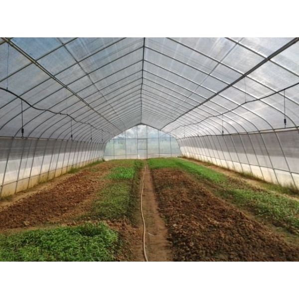 White Color Tunnel Plastic Greenhouse Upright Section Circular / Rectangular / U Shaped