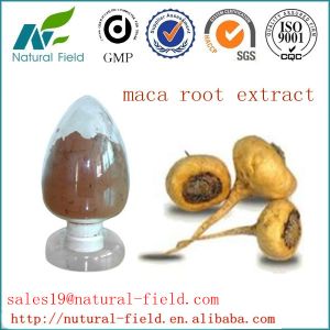 Cheap Top quality maca extract wholesale