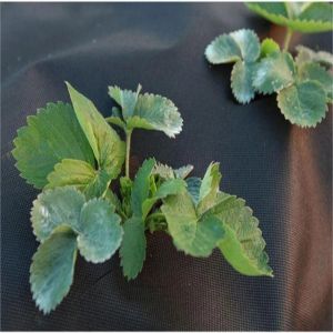 Cheap Spun Bond 70GSM 100GSM Biodegradable Landscape Fabric wholesale