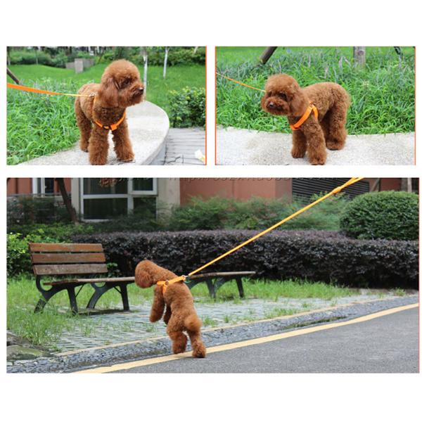 Hundehalsband Lighted Dog Collars Rechargeable Nylon XS XL LED Pet Collar