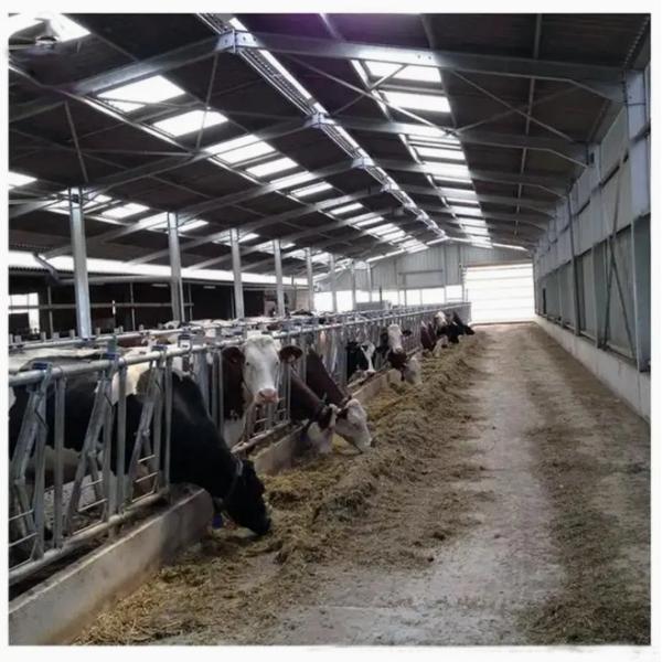 Steel Structure Prefab Poultry House Wind Resistant Pre Engineered Steel Cowshed