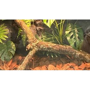 Cheap Vivarium Background Natural Bark PU Matirial Waterproof Light Weight Free combination wholesale