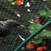 Anti bird net