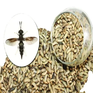 Environmentally Friendly Dried Insect Meal - Ingredients Black Soldier Fly Larvae