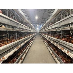 China 192 Birds Fully Automatic Q235 4 Tiers Chicken Cage on sale