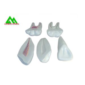 Cheap PVC Plastic Soft Gum Teeth Model , Dental Models For Teaching CE ISO wholesale