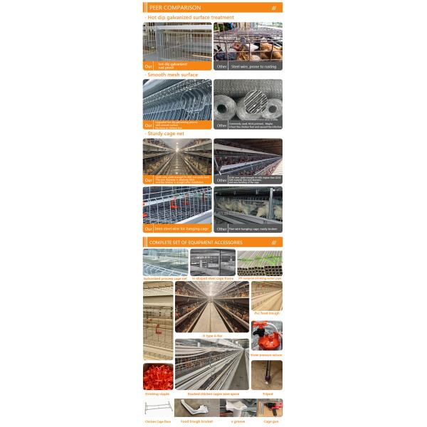 Poultry Farm Automatic Equipment Multi Tiers Pullet Layer Egg Hen Chicken Cage Day Old Baby Chickens Pullet Chicken Cage
