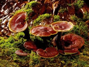 Cheap natural reishi mushroom mycelium extract wholesale